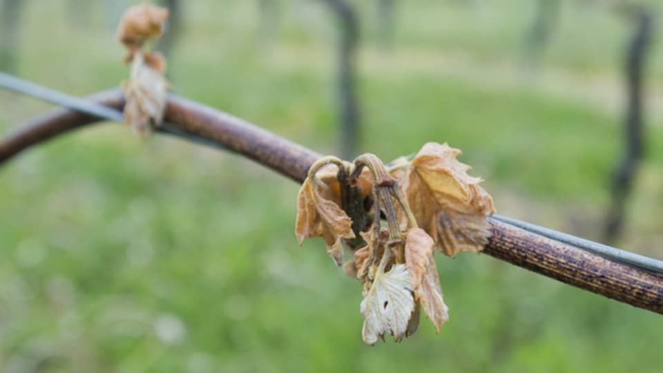 Wegen des Frühlingsfrosts wurden 2017 30 Prozent weniger Trauben geerntet als im Durchschnitt der letzten zehn Jahre.