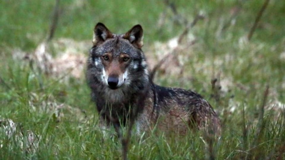 Soll der Kanton Wallis den Wolfbestand selber regulieren können?