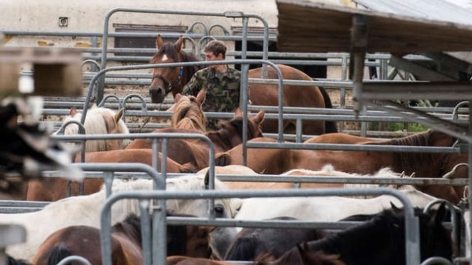 Das Militär sichert Pferde vom Hof Hefenhofen. Der Fall von mutmasslicher Tierquälerei hatte im August für Aufsehen gesorgt.