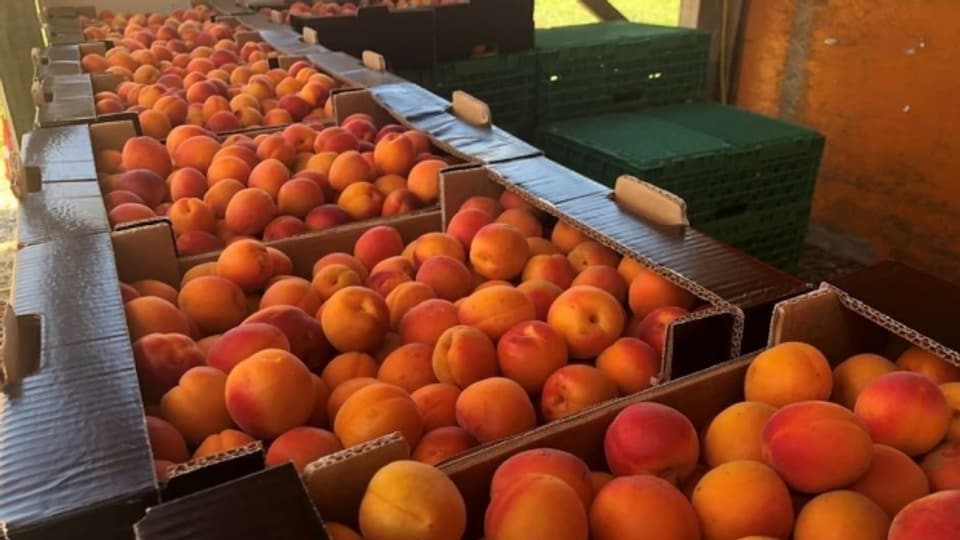 Über 50 Aprikosensorten gibt es im Wallis.