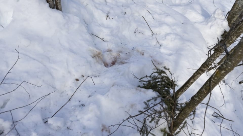An dieser Stelle wurde die Wölfin aus Versehen geschossen.