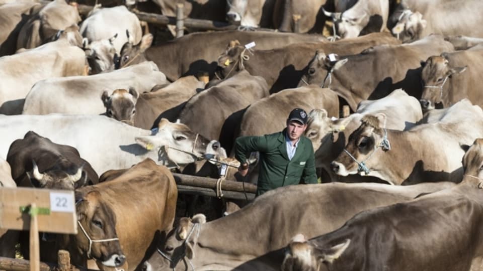 Auf den Viehmärkten erhalten die Bauern kaum mehr Geld für ihre Kühe.