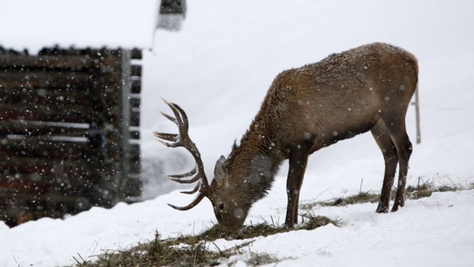 Im Wallis dürfen neu auch ausserkantonale Jäger auf Hirsche schiessen.