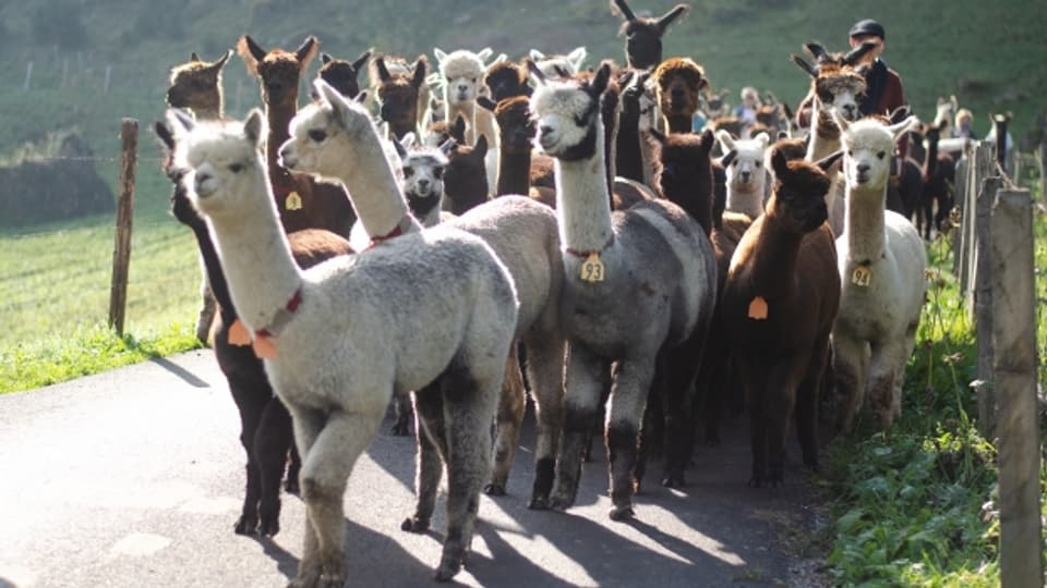 Sie scheinen glücklich, geht's wieder Richtung Tal: die Lamas und Alpakas.