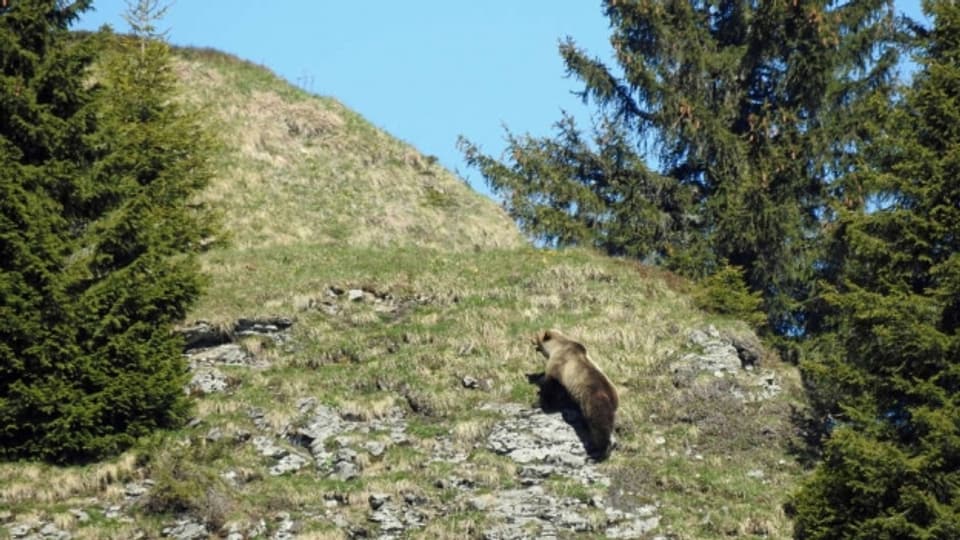 Im Mai 2017 wurde im bernischen Eriz ein Bär gesichtet – ob der Bär an der Lenk der gleiche ist, ist noch unklar.