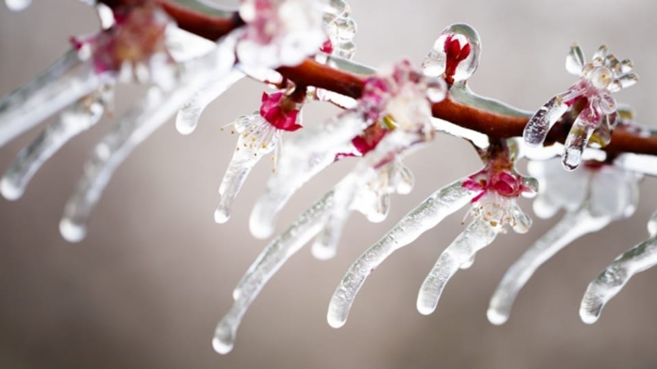 Von Eis umschlossene Blüten überstehen Frostnächte besser als ungeschützte.