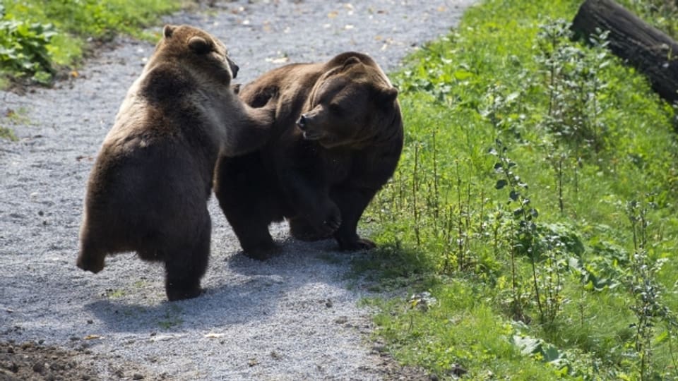 Im Bärenpark sollen auch wieder Jungtiere zu sehen sein.