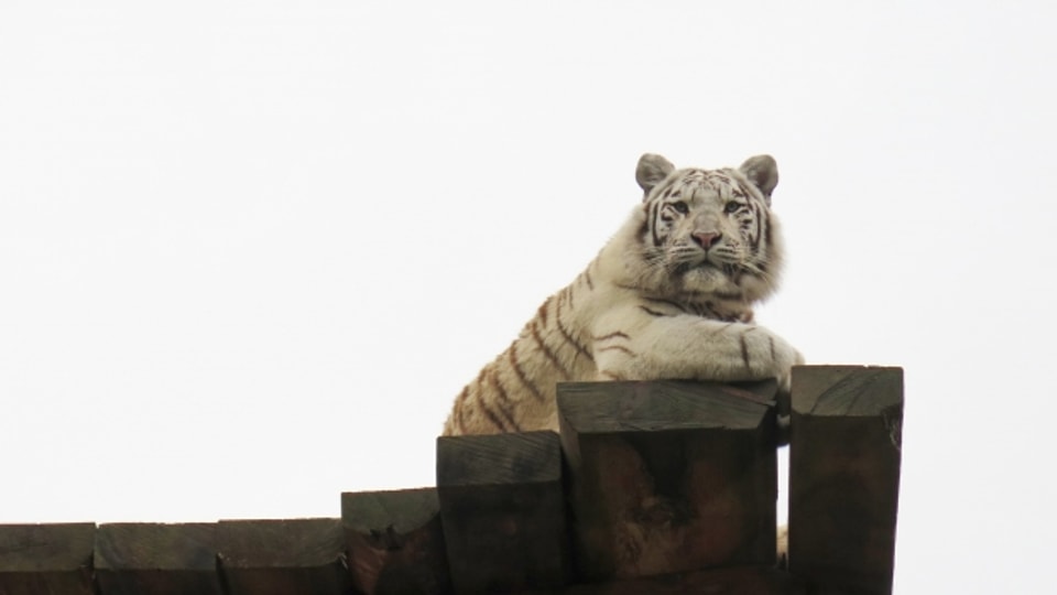 Die Haltung von weissen Tigern ist umstritten.