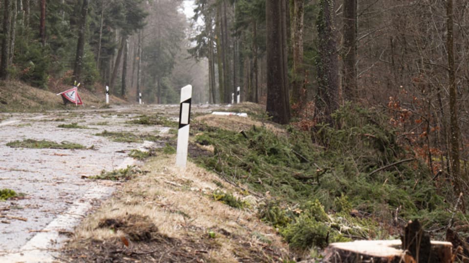 Im Berner Jura stürzten Bäume auf Strassen und Bahnlinlien.