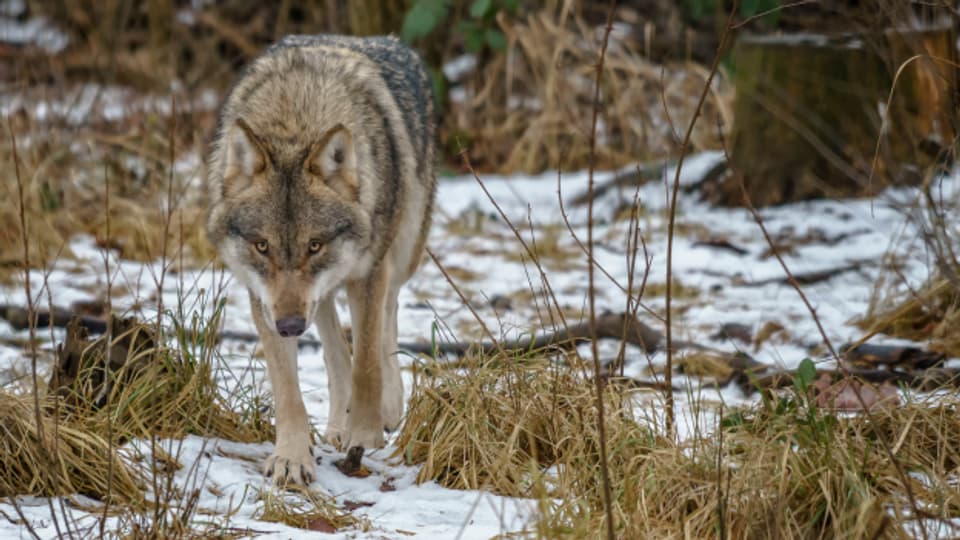  Kanton Bern ist 2019 die Zahl der von einem Wolf gerissenen Nutztiere im Vergleich zum Vorjahr stark zurückgegangen.