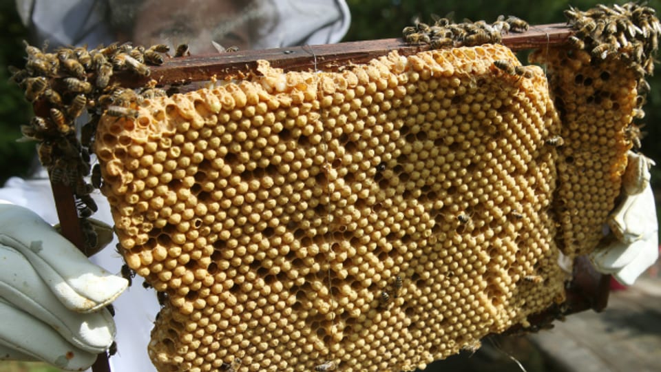 Keine befallenen Bienenstöcke mehr – eine App erkennt Varroa-Milben