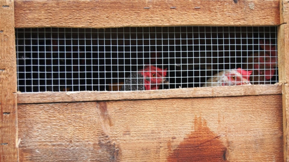 Hühner auf einem Bauernhof in Wolfhalden AR, der 2017 wegen Verstössen gegen die Tierschutzgesetzgebung geräumt wurde.