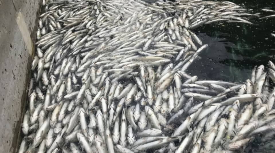 Im Blausee sind in den letzten zwei Jahren bis zu 40 Tonnen Fisch verendet, so die Betreiber des Blausees.