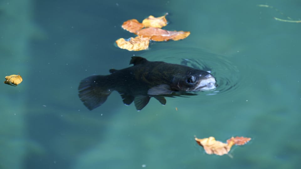 Eine Forelle schwimmt im Blausee im Kandertal: Wer ist verantwortlich für das Fischsterben?