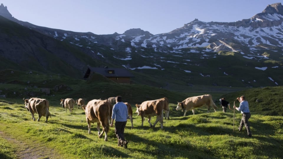 Klimawandel und fehlende Wirtschaftlichkeit: Die Alp- und Berglandwirtschaft steht vor grossen Herausforderungen.