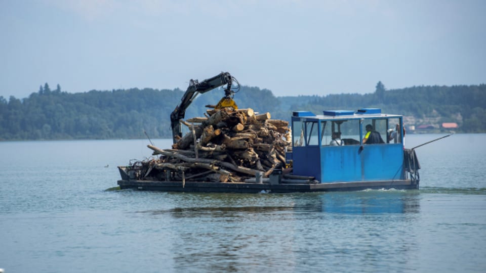 Etwa 4000 Kubikmeter Holz werden aus dem Bielersee geholt.