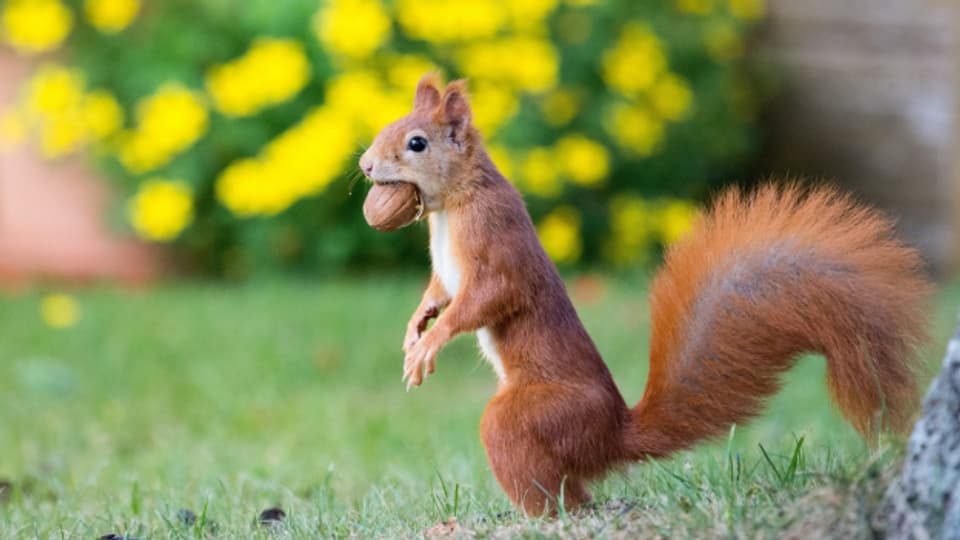 Eichhörnchen legen Notvorräte an – auch Gemeinden?