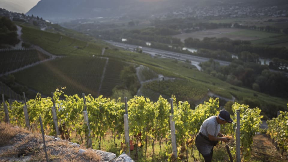 22.7 Millionen Tonnen Weintrauben wurden 2021 geerntet. Tönt zwar nach viel, aber ist für den Kanton Wallis rekordtief.