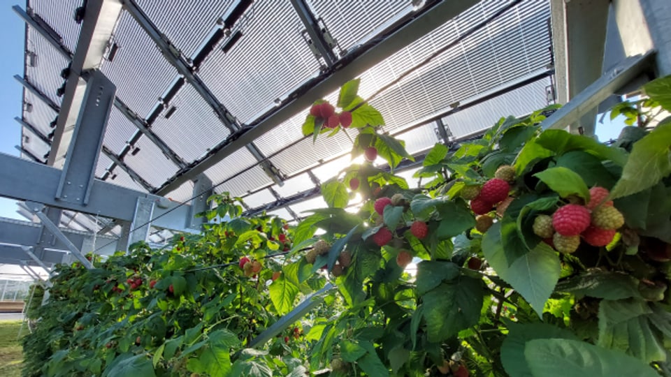 Strom und Nahrung unter einem Dach – der Bund gewinnt im Wallis Solarenergie in einer Himbeerplantage.