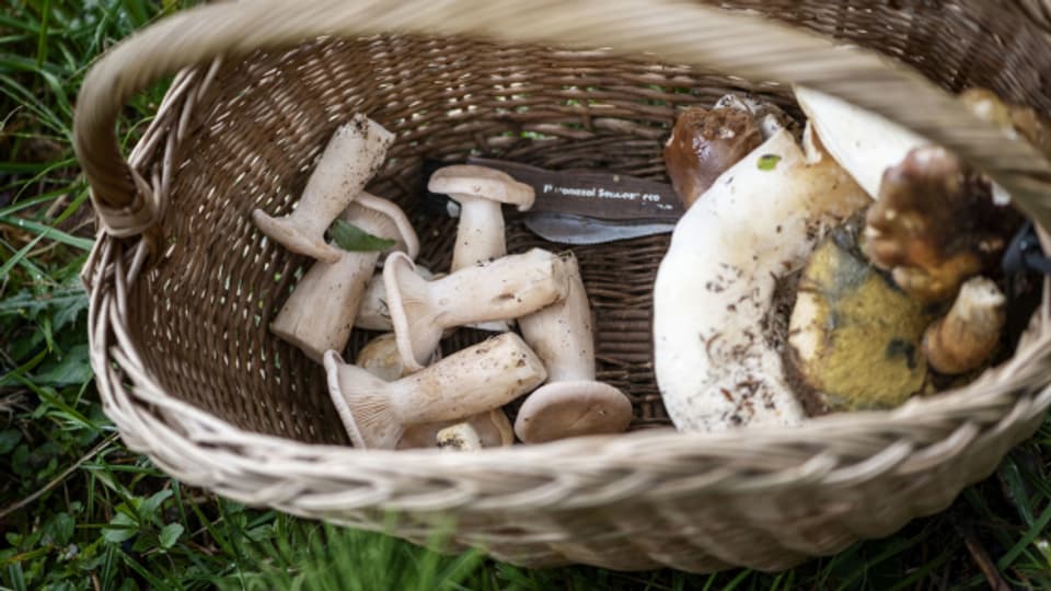 In Freiburg dürfen weiterhin bis zu zwei Kilogramm Pilze pro Tag gesammelt werden