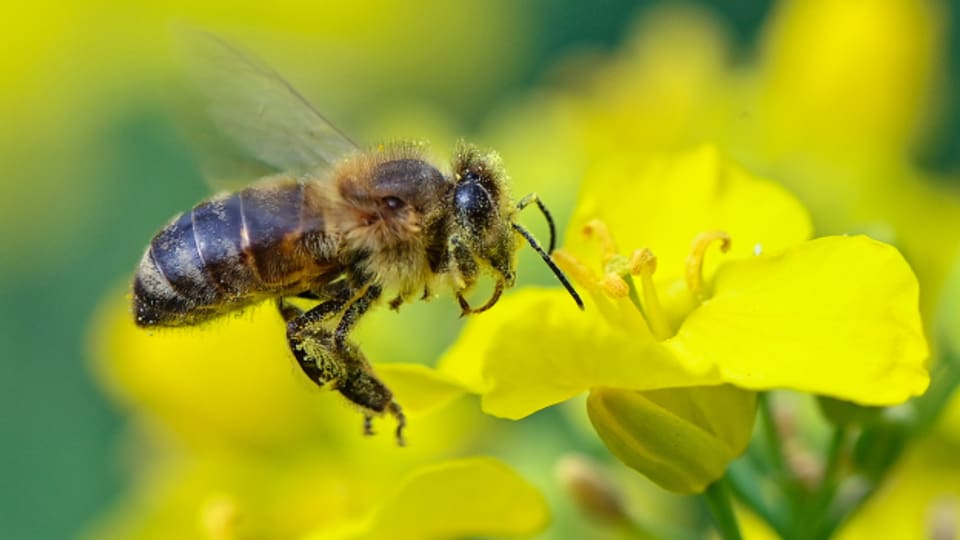 In diesem Frühling konnten die Imkerinnen und Imker bereits viel Honig schleudern.