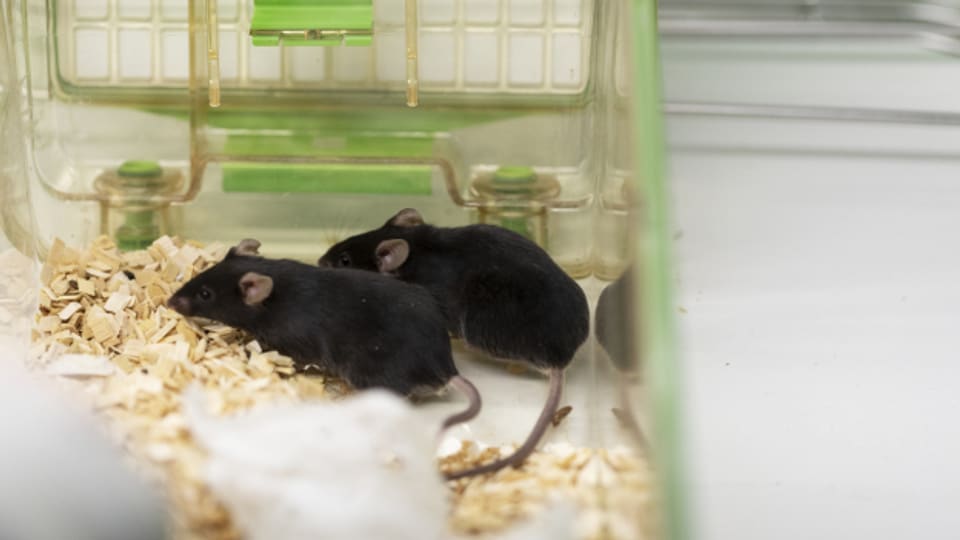 Gerade in der Krebsforschung werden viele Mäuse eingesetzt.