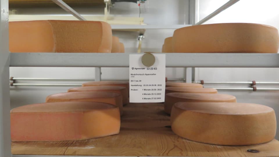 Im Liebefeld lagern die wichtigsten Schweizer Käsesorten.