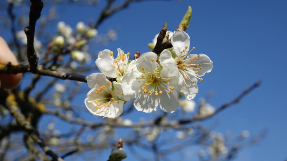 Die Löhrpflaume ist die Schweizer Obstsorte des Jahres.