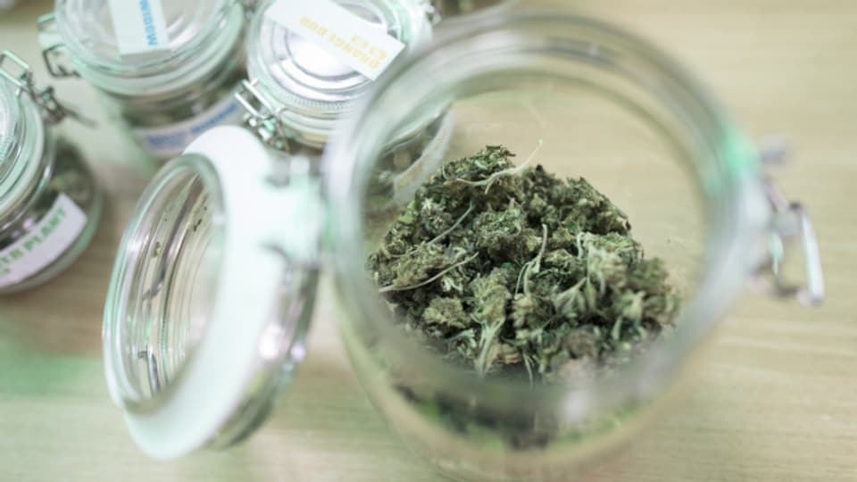 Start im Herbst: BAG erlaubt Cannabis-Studie