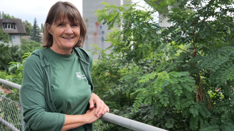 Rosmarie Kiener geht gegen Neophyten unter dem Felsenauviadukt in Bern vor.