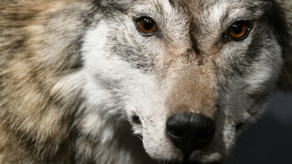 Neu dürfen Wölfe in der Schweiz präventiv abgeschossen werden, bevor sie Schaden angerichtet haben.