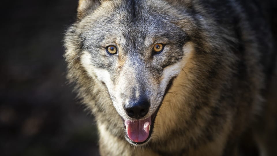 Wölfe sind Rudeltiere: Was lösen die Wolfsabschüsse aus? Das wird jetzt untersucht.