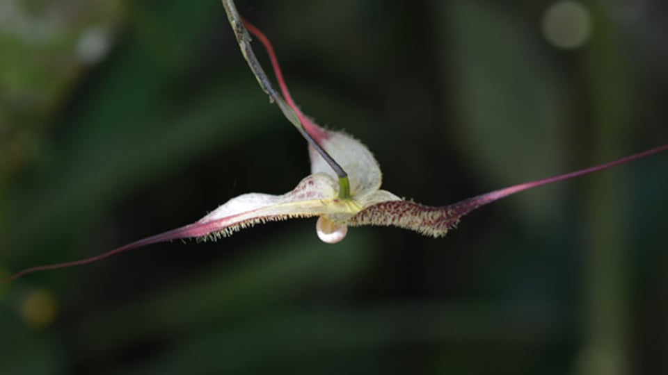 Eine der seltenen Dracula-Orchideen in voller Blüte.