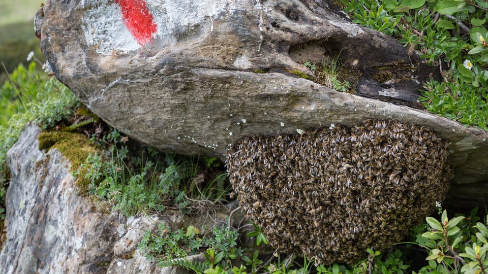 Bienenseuche treibt ihr Unwesen im Baselbiet