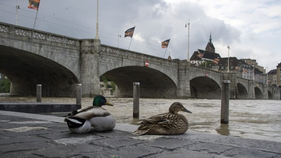 Wegen dem Hochwasser ist ein Bad im Rhein zu gefährlich.