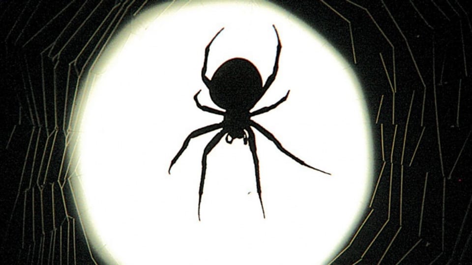Dank virtueller Welt angsteifrei Spinnen begegnen