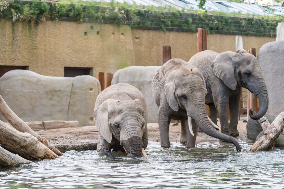 Elefanten erkunden die neue Anlage «Tembea»