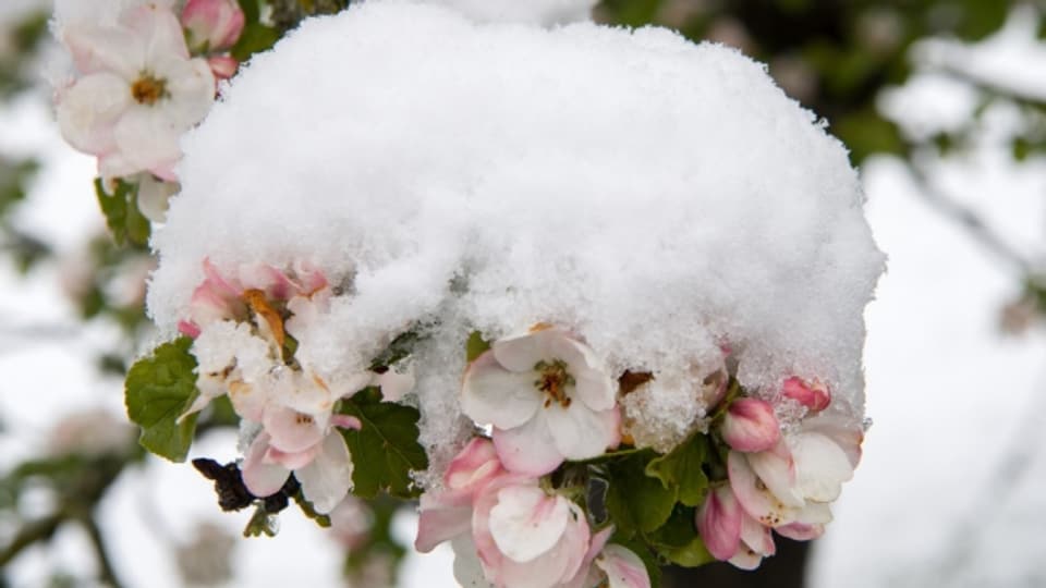 Der Schnee setzte den Thurgauer Obstplantagen teilweise arg zu