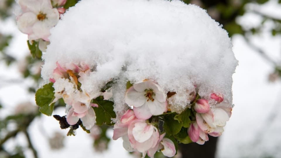 Schnee auf Apfelblüten