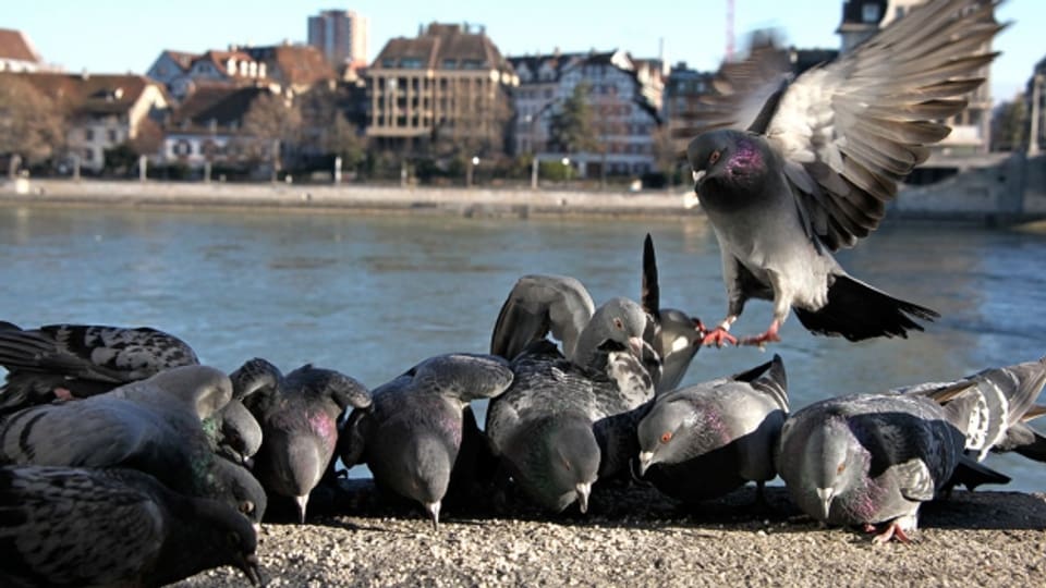 Tauben plagen Basel