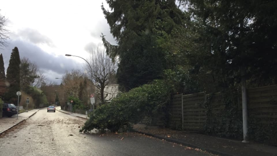 In Riehen fiel wegen des Sturms ein Baum auf die Strasse.