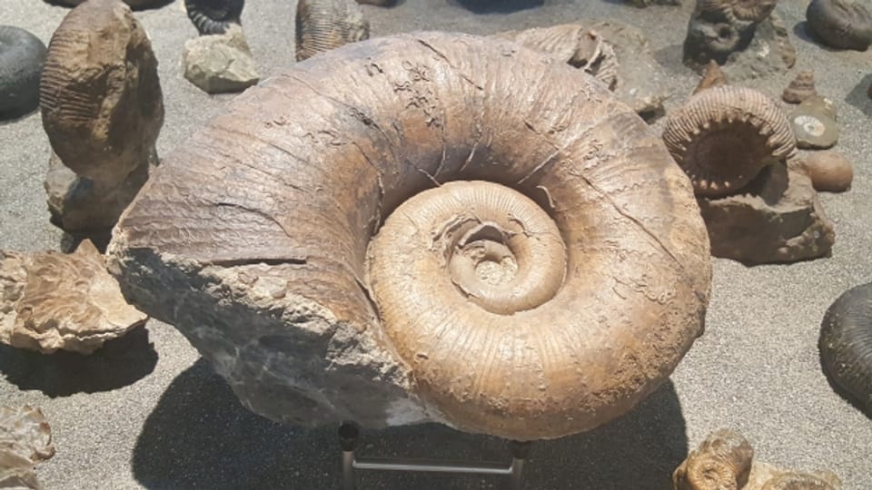 Ein seltenes Fossil aus Sissach