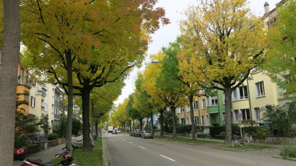 Basler Stadtgärtnerei fällt 241 Bäume
