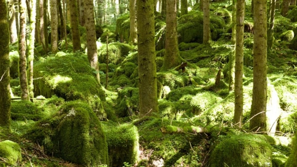 Den Wald sich selbst überlassen in Waldreservaten.