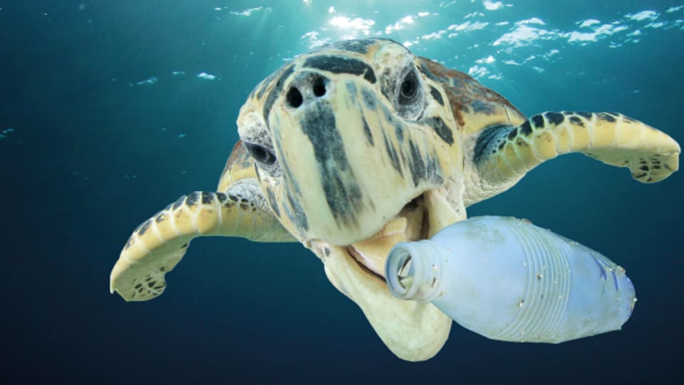 Plastik in den Meeren ist für viele Tiere eine Gefahr
