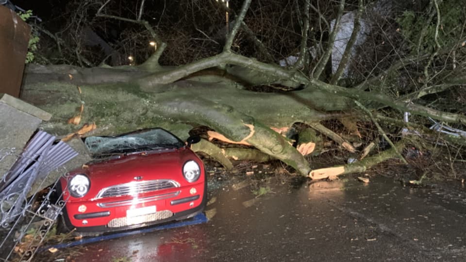 Umgestürzter Baum begräbt in Riehen vier Autos unter sich