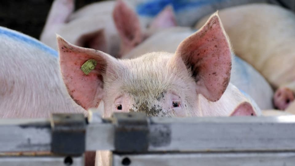Regionale Schweine für regionale Fleischfreunde.
