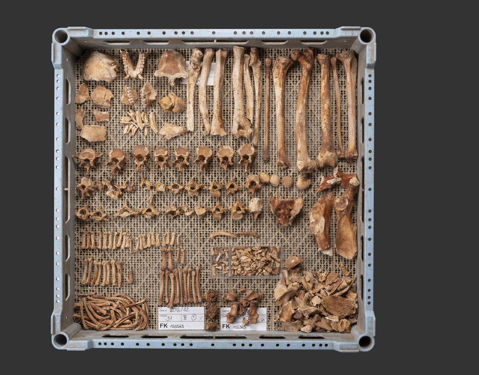 Das Skelett einer Berberaffen lag in einer Latrine aus dem Mittelalter