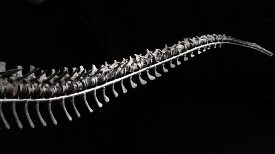 Ein Dinosaurier-Skelett begeistert Mitarbeitende des Naturhistorischen Museums