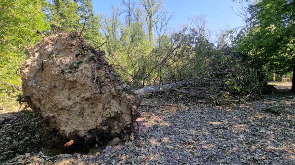 Das Sommergewitter hinterlässt in den Wäldern der Region eine grosse Zerstörung.